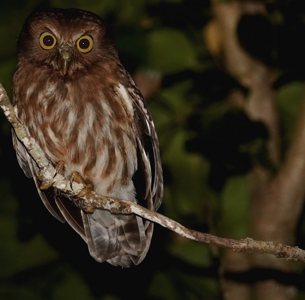 This image has an empty alt attribute; its file name is ninox_philippensis_main_ninoxe_des_philippines_luzon_boobook_lucon.jpg